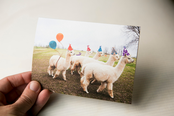Alpaca Greeting Cards